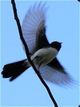 Willy_wagtail