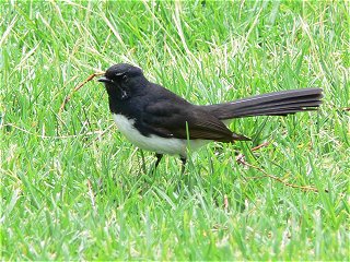 Willy_wagtail