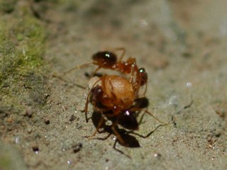 種と格闘する小アリ